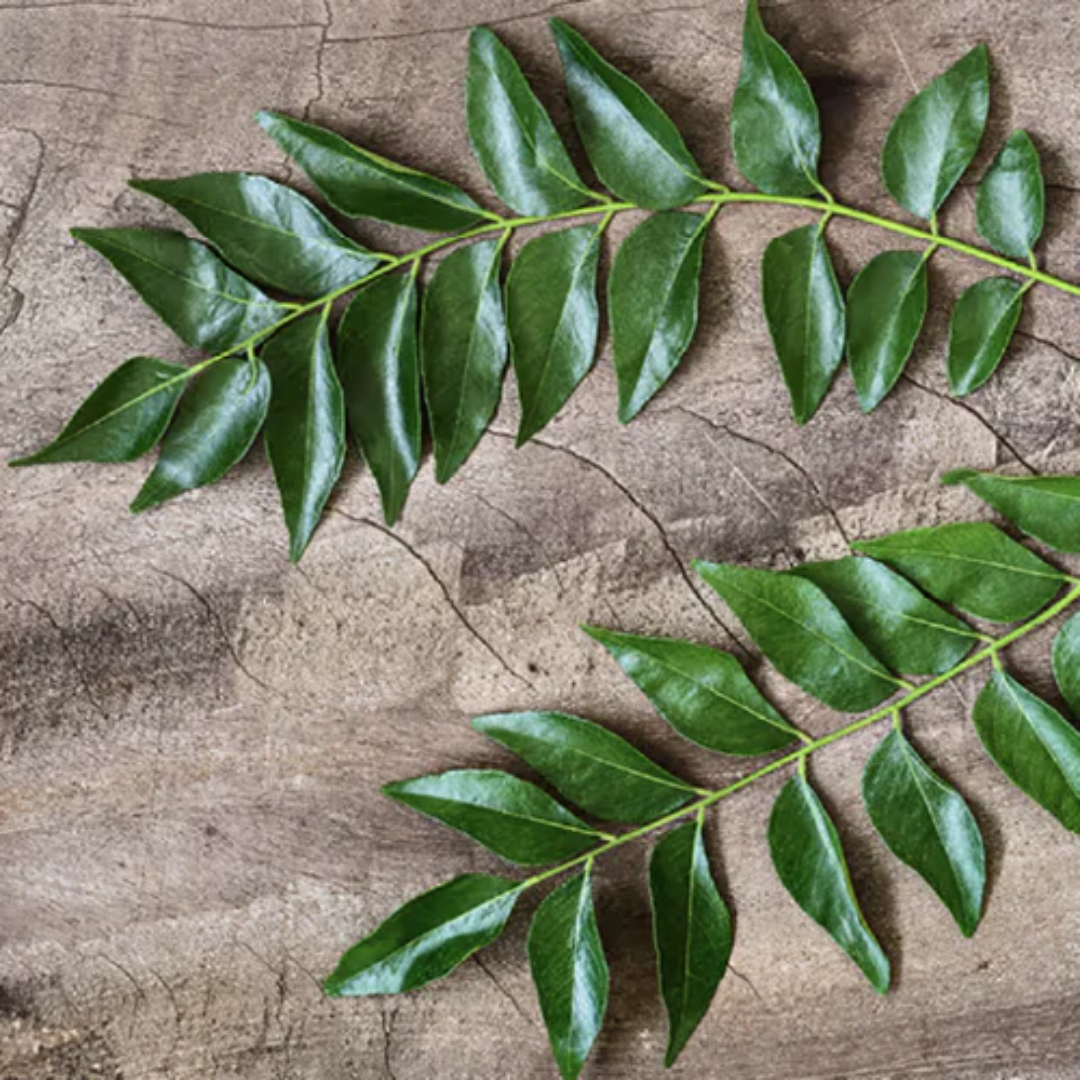 Wholesale Fresh Curry Leaves Supplier and Wholesaler – Dubai
